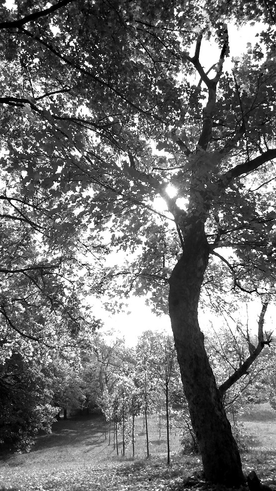 Photo by katalintamas, morguefile.com. Maryland’s Historically Underserved Urban Communities Receive $8.6 Million to Plant Over 28,000 New Trees
