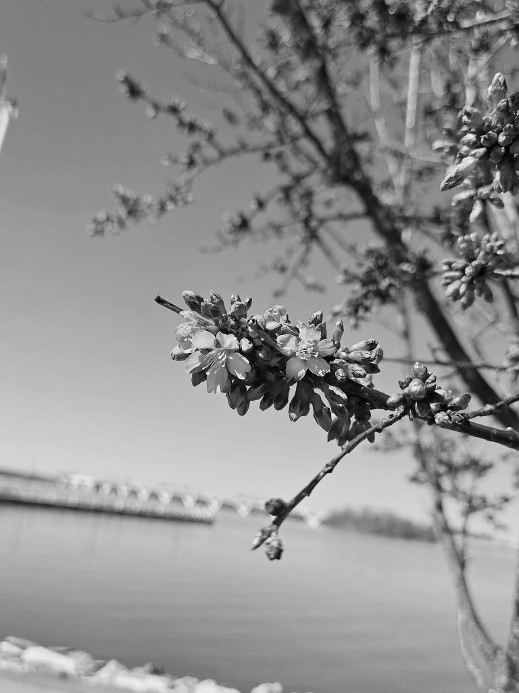Photo courtesy of National Harbor National Harbor Celebrates Cherry Blossom Season With More Special Activities and Entertainment From March 21 to April 12